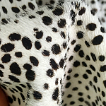 Мебельная ткань Искусственный мех  белый леопард 90 см T5-3 варинант исполнения - 3 | Loft Concept в Саратове