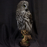Чучело Совы таксидермия варинант исполнения - 3 | Loft Concept в Саратове